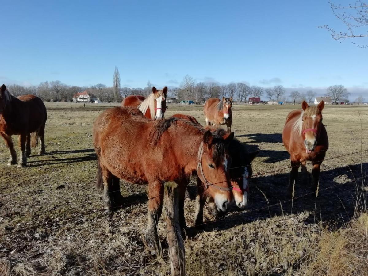 הוילה Świnoujście Domek Letniskowy Szuwarek מראה חיצוני תמונה